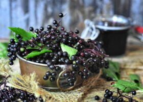 black elderberry