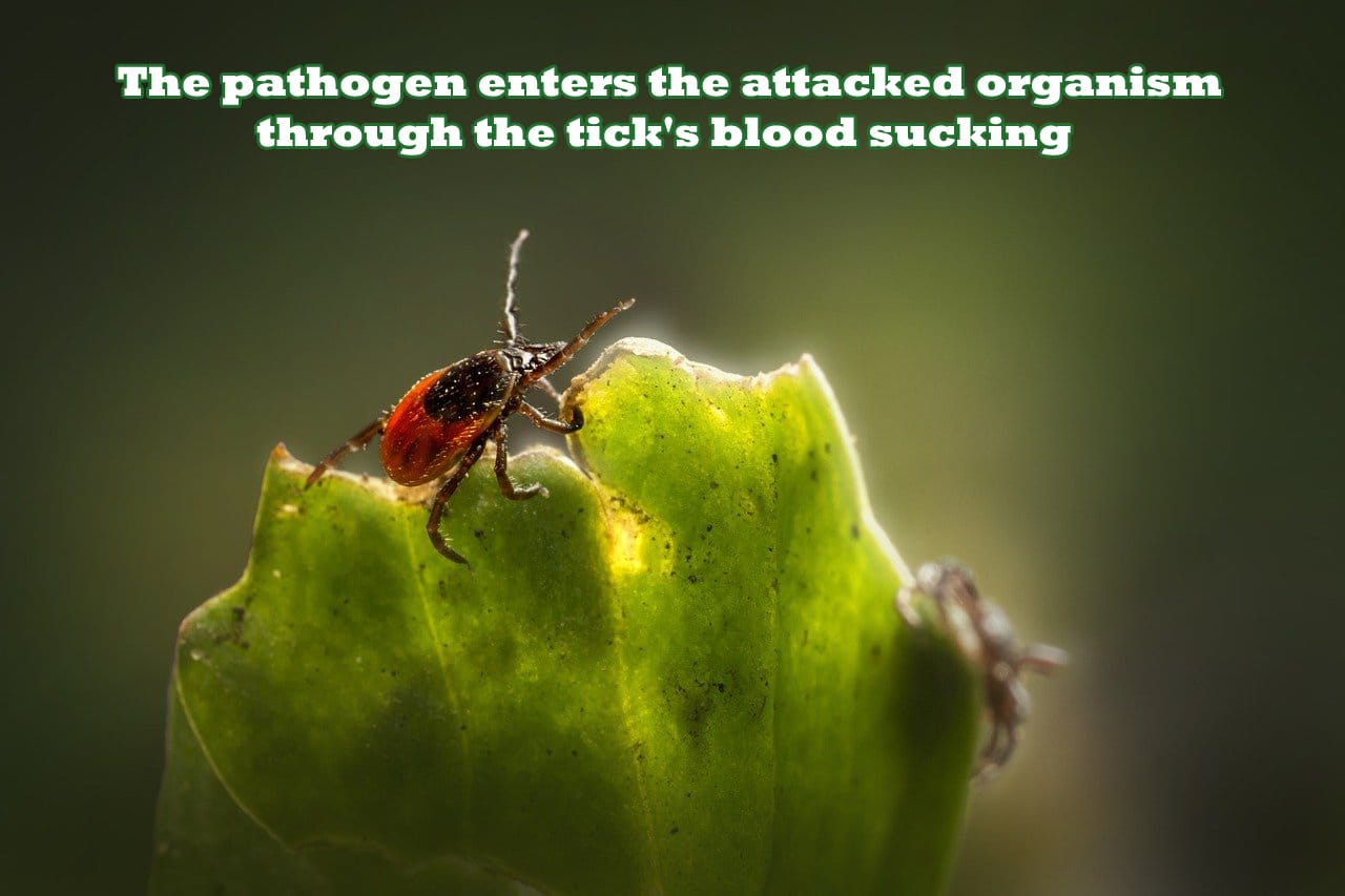 lyme disease and the immune system