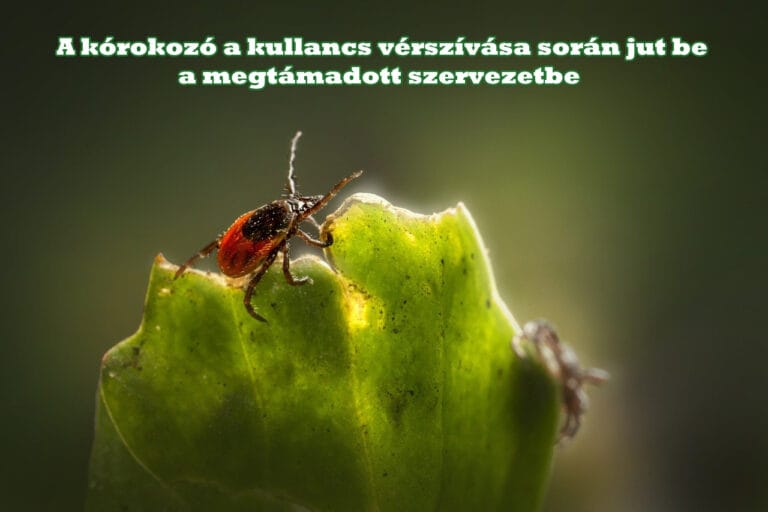 lyme kór és az immunrendszer összefüggése